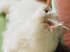-猫在这儿猫咪咖啡馆·撸猫馆