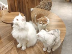 -飞行喵MR PILOT|猫舍·猫咖(静安大融城店)