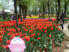 -洛阳郁金香牡丹园