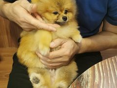 -柯斗斗主题餐厅·狗咖·围炉煮茶·茶饮(国瑞升平里店)