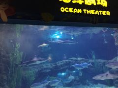 -郑州海洋馆