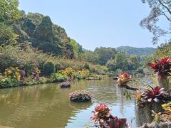 -深圳仙湖植物园