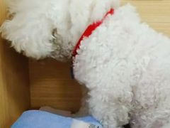-美联众合爱康动物医院•复杂内科•肿瘤科•牙科•腔镜诊疗中心
