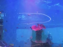 -瑞德姆美人鱼海底演艺主题餐厅(亚龙湾店)