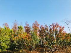 -春花秋色城市公园