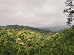 -九龙江国家森林公园