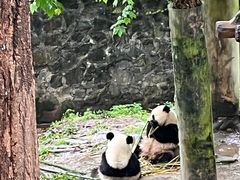 -都江堰中华大熊猫苑