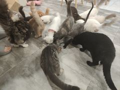 -楼上猫咖(罗湖店)