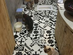 -猫色咖啡·猫咖