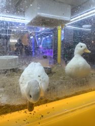 -神奇动物撸宠馆·羊驼·小浣熊·异宠(豫园店)