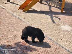 -西霞口神雕山野生动物世界
