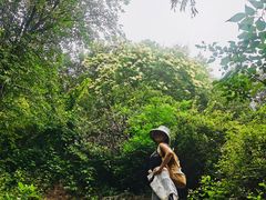 -阳台山自然风景区