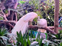 -正佳雨林生态植物园