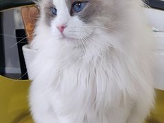 -东方名猫馆·英短金渐层布偶猫舍(环线广场1号楼店)