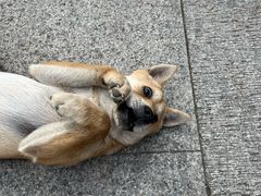 -孤山景区-孤山寺