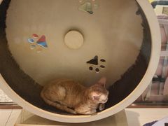 -momokira米努特·德文卷毛猫·棉花面纱犬