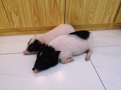 -柴源莊·柴小宠柴犬咖啡