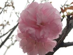 -天适樱花悠乐园
