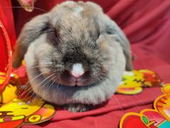 -喵宠乐园·撸猫互动·猫舍