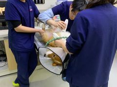 -谐和益家动物医院·免疫绝育·血液透析·宠保定点医院(高新伊藤分院)