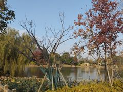 -江心屿景区