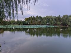 -洋湖国家湿地公园