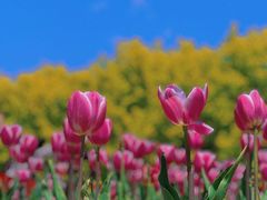 -北京国际鲜花港