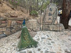 -燕塞湖鸟语林景区