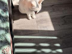 -半岛宠物医院24小时(白果林店)