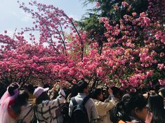 -西安青龙寺遗址景区