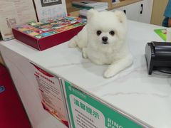 -瑞派蒂凯宠物医院·免疫点·宠保定点