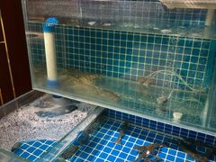 -犇鼎牛潮汕牛肉火锅(新辰里学清路店)