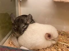 -龙猫仔乐园(惠福东路店)