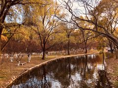 -上海共青森林公园