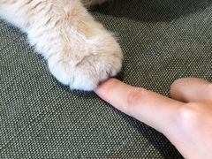 -CAT’S MEWSTAR CAFE·喵星球猫屋(晴湾咖啡店)