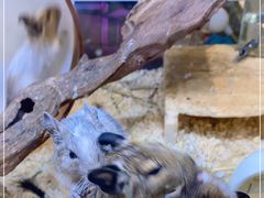 -酷以爬仙阁实体爬宠店·守宫·蜥蜴·专业繁育