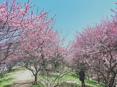 -新建村梅花