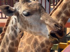 -西霞口神雕山野生动物世界