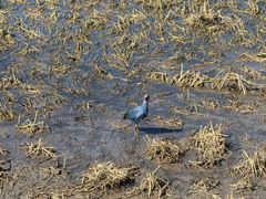 -泸沽湖国家级风景名胜区走婚桥