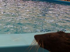 -尼莫海豚馆