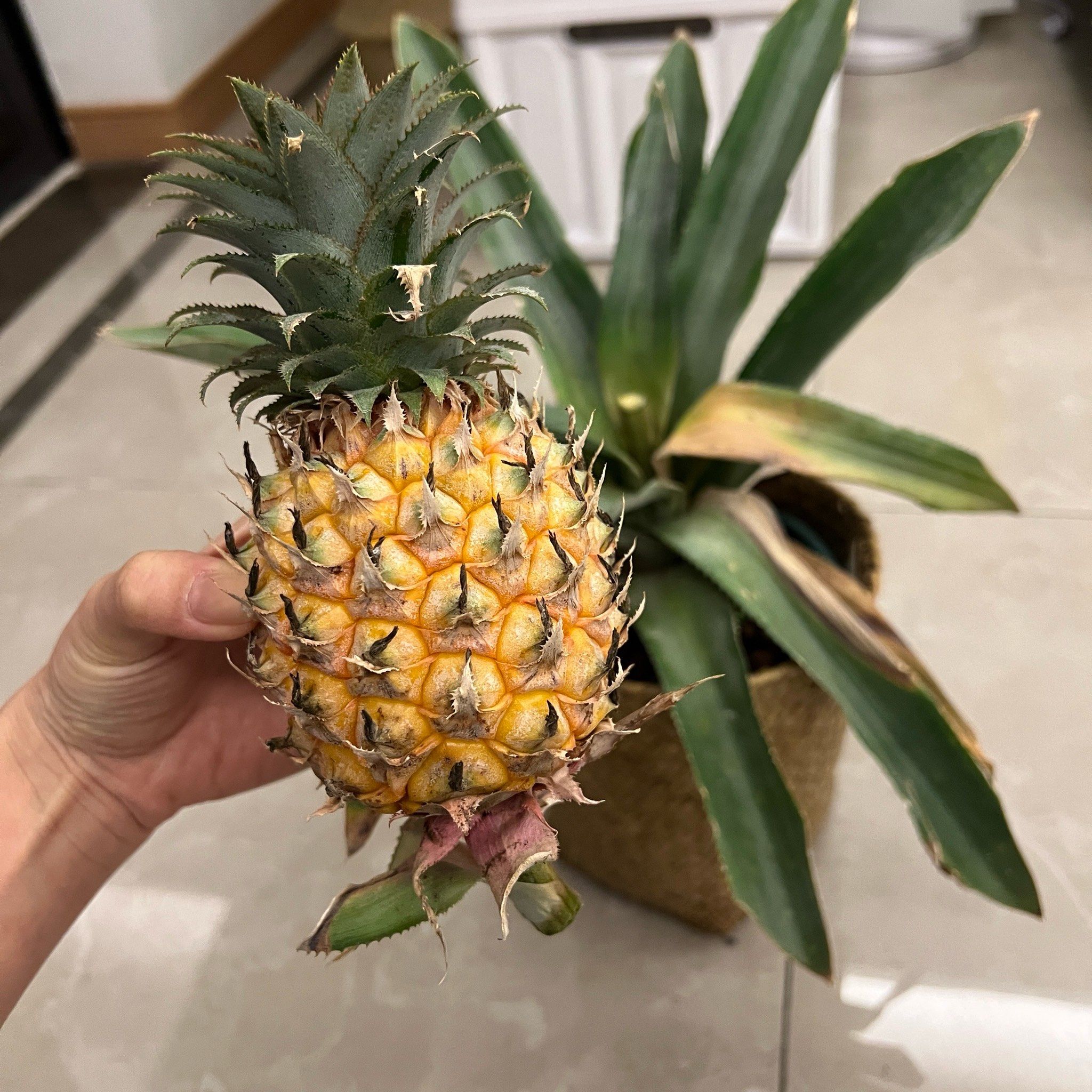 自己种的菠萝还挺甜