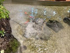 -森味薪火烧•烧鸟居酒屋•日本料理(望京店)