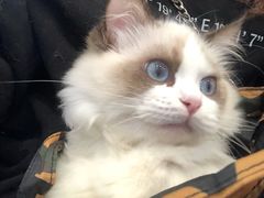 -安安宠医宠物医院·异宠·犬猫内科(岳阳分院)