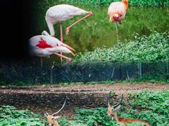 -杭州野生动物世界