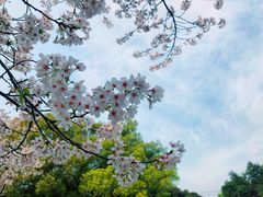 -武汉大学-樱园