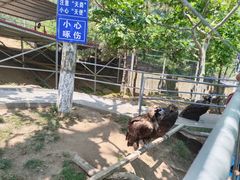 -西霞口神雕山野生动物世界