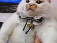 -喵的天空名猫咖啡馆·撸猫·猫舍·用品