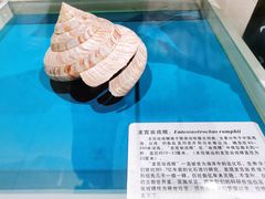 -青岛贝壳博物馆