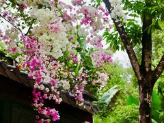 -深圳国际园林花卉博览园