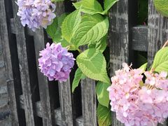 -树山生态村